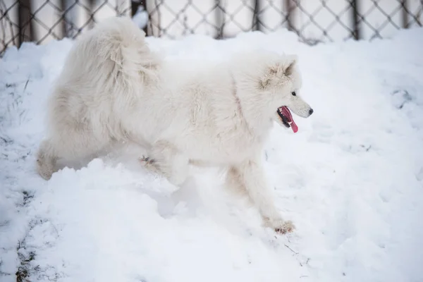 Samoyed white dog is running on snow outside — Stock Photo, Image