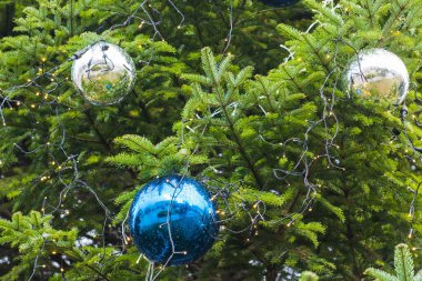 Mavi taşaklı Noel ağacı dalı. Yeni yıl arkaplanı.