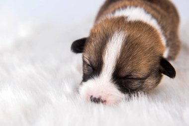 İki Pembroke Galli Corgi köpek yavrusu