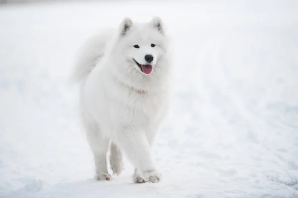 Samoyed cão branco está no fundo da neve fora — Fotografia de Stock