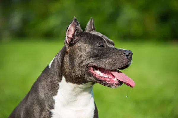 Schattig blauw haar Amerikaans Staffordshire Terrier hond — Stockfoto