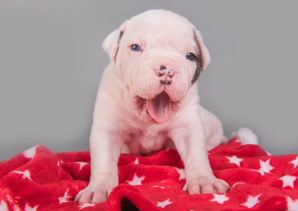 アメリカのブルドッグ子犬犬オングレー赤の背景 — ストック写真