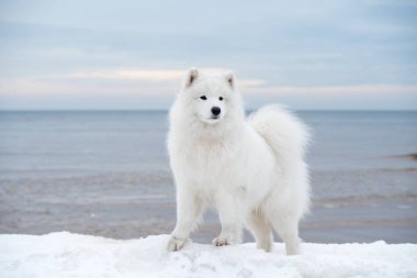 Samoyed beyaz köpek kar üzerinde Letonya 'da Saulkrasti plajında