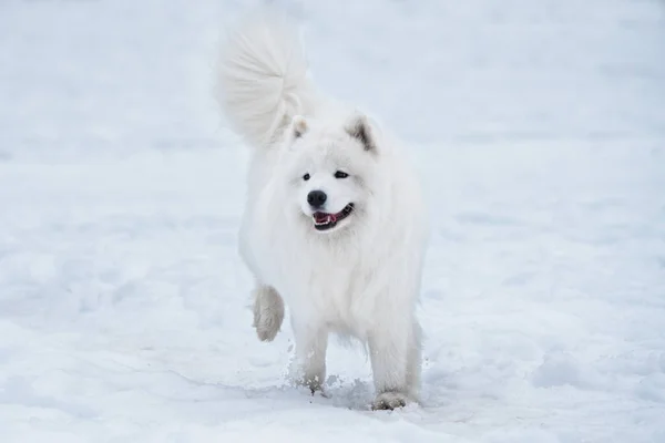 Samoyedo perro blanco está corriendo en la nieve fuera — Foto de Stock