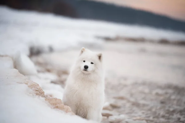 在拉脱维亚的Saulkrasti海滩上，一只萨摩亚的白狗在雪地上 — 图库照片