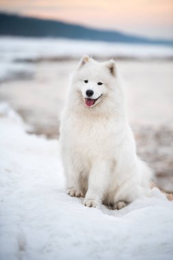 Samoyed beyaz köpek kar üzerinde Letonya 'da Saulkrasti plajında