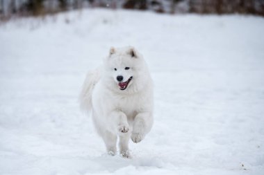 Samoyed beyaz köpek dışarıda karda koşuyor.