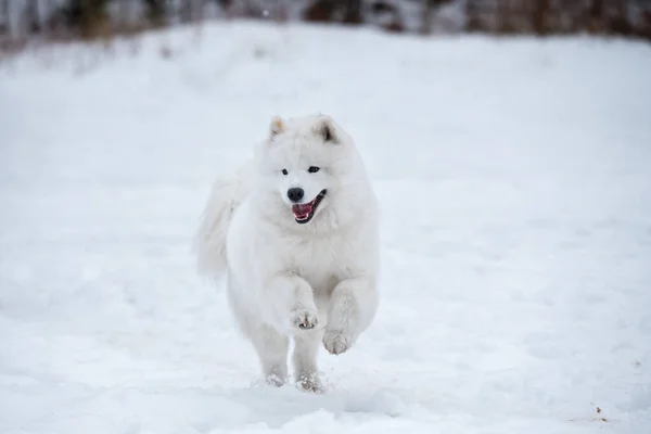 Samoyedo perro blanco está corriendo en la nieve fuera —  Fotos de Stock