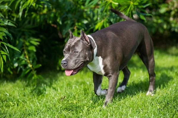 Χαριτωμένο μπλε μαλλιά American Staffordshire Terrier σκυλί — Φωτογραφία Αρχείου