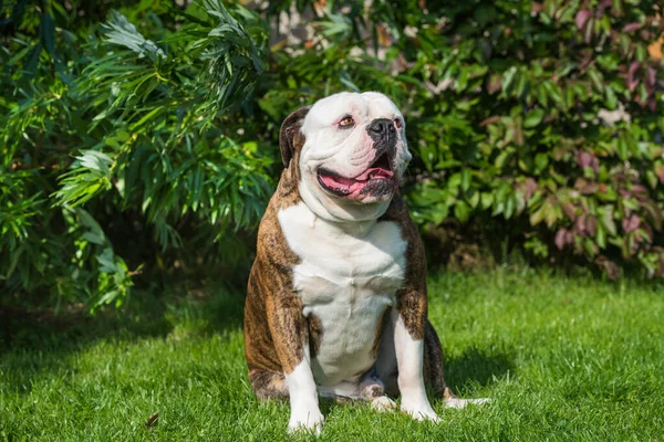 Brindle kabát Amerikai Bulldog portré kívül — Stock Fotó