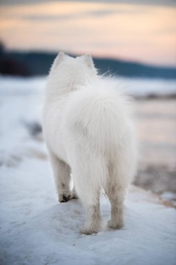 Samoyed beyaz köpek kar üzerinde Letonya 'da Saulkrasti plajında