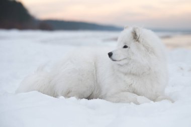 Samoyed beyaz köpek Letonya 'daki Saulkrasti plajında.