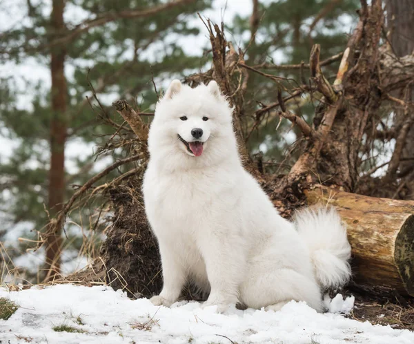 Samoyed biały pies siedzi w zimowym lesie — Zdjęcie stockowe