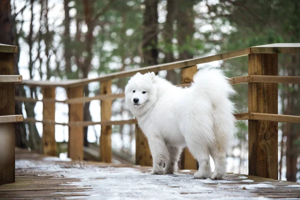 Samoyed λευκό σκυλί είναι στο δρόμο χιόνι μονοπάτι στη Λετονία — Φωτογραφία Αρχείου