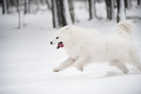 Samoyed beyaz köpek dışarıda karda koşuyor. — Stok fotoğraf