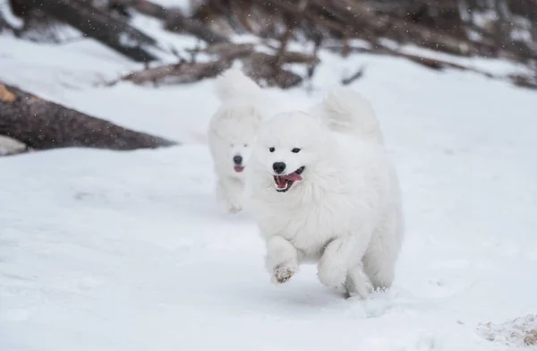 Dos perros blancos Samoyedo están corriendo en la playa de nieve en Letonia —  Fotos de Stock