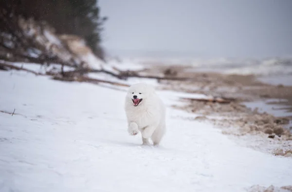 Samoyed λευκό σκυλί τρέχει στο χιόνι παραλία στη Λετονία — Φωτογραφία Αρχείου