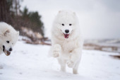Samoyed bílý pes běží na sněhové pláži v Lotyšsku