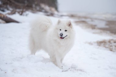 Samoyed beyaz köpek kar üzerinde Letonya 'da Saulkrasti plajında