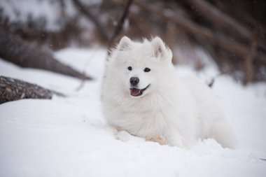 Samoyed beyaz köpek kar üzerinde Letonya 'da Saulkrasti plajında