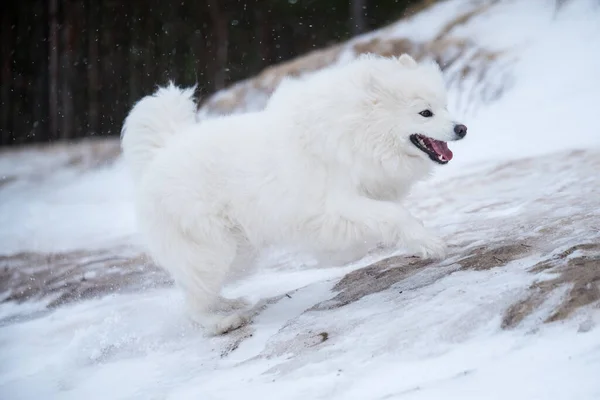 Samoyed cane bianco è in esecuzione sulla spiaggia di neve in Lettonia — Foto Stock