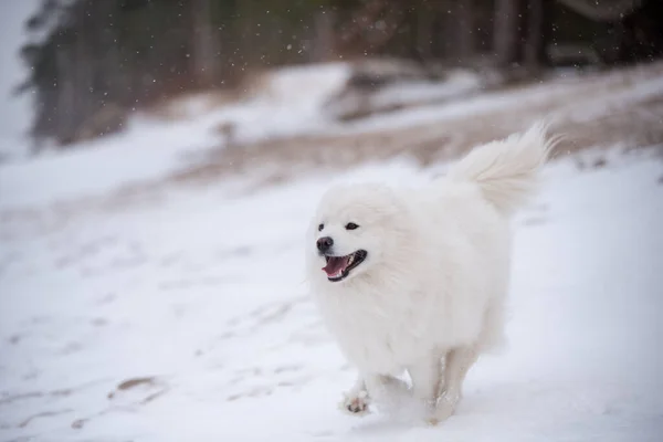 Samoyed white dog is running on snow beach in Latvia — Stock Photo, Image