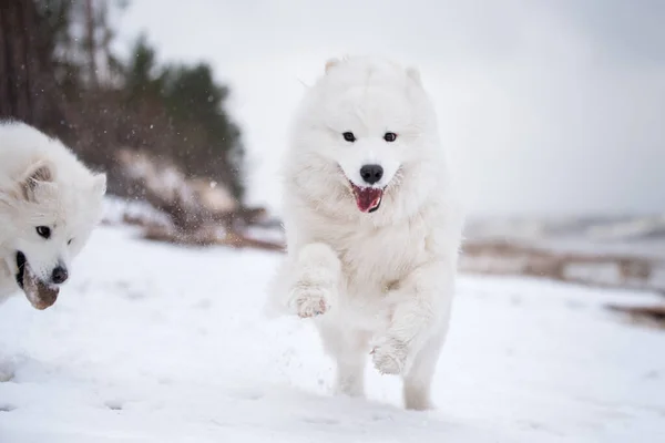 Самотній білий собака біжить на сніговому пляжі в Латвії. — стокове фото