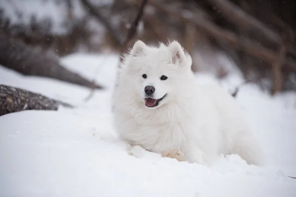 Samoyedo perro blanco está en la nieve Saulkrasti playa en Letonia —  Fotos de Stock