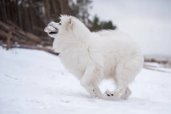 Samoyed cão branco está correndo na praia de neve na Letónia — Fotografia de Stock