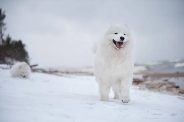 Samoyed λευκό σκυλί τρέχει στο χιόνι παραλία στη Λετονία — Φωτογραφία Αρχείου