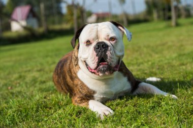 Amerikan Bulldog 'unun portresini getirin.