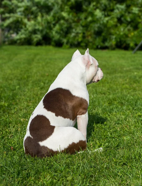 American Bully puppy dog sitting back on green grass