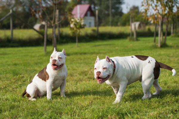 Dos perros American Bully cachorros están sentados — Foto de Stock