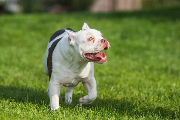 American Bully puppy dog in move on grass — Stock Photo, Image