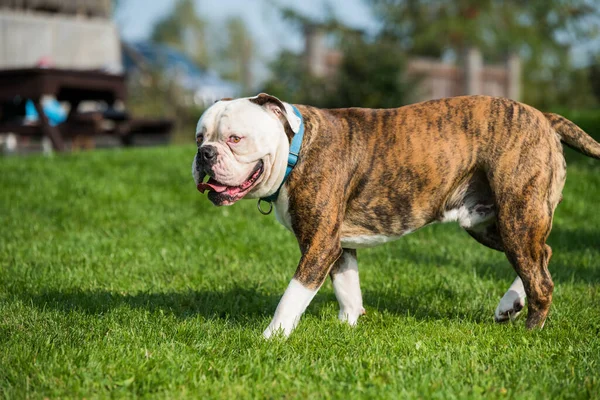 Brindle παλτό American Bulldog πορτρέτο έξω — Φωτογραφία Αρχείου