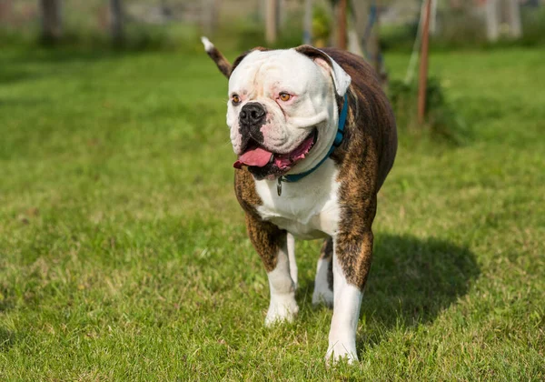 Amerikan Bulldog 'unun portresini getirin. — Stok fotoğraf