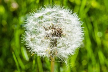 Çayırda karahindiba çiçeğinin yakın çekimi