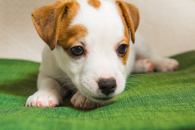 Köpek Jack Russell Terrier yeşil arka planda