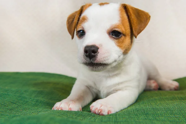 Perro Jack Russell Terrier sobre un fondo verde — Foto de Stock