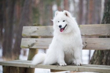 Samoyed beyaz köpek kış ormanında bir bankta oturuyor.