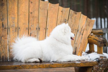 Samoyed beyaz köpek kış ormanında bir bankta oturuyor.