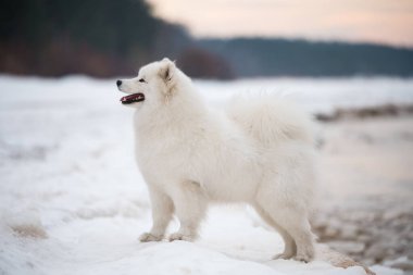 Samoyed beyaz köpek kar üzerinde Letonya 'da Saulkrasti plajında