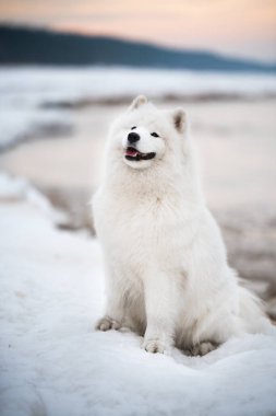 Samoyed beyaz köpek kar üzerinde Letonya 'da Saulkrasti plajında