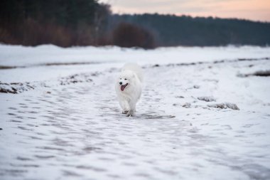 Samoyed beyaz köpek kar üzerinde Letonya 'da Saulkrasti plajında