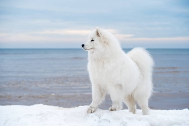 Samoyed beyaz köpek kar üzerinde Letonya 'da Saulkrasti plajında