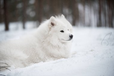 Güzel pofuduk Samoyed beyaz köpek kış ormanında