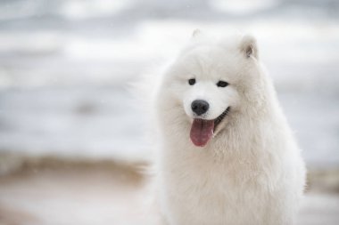 Samoyed beyaz köpek ağızlığı Baltık deniz sahilinde.