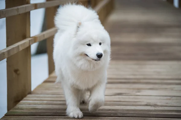 白い犬が雪道を走っています｜Balta kapa — ストック写真