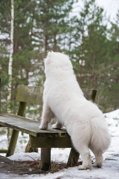 Samoyed white dog back view is in the winter forest near a bench