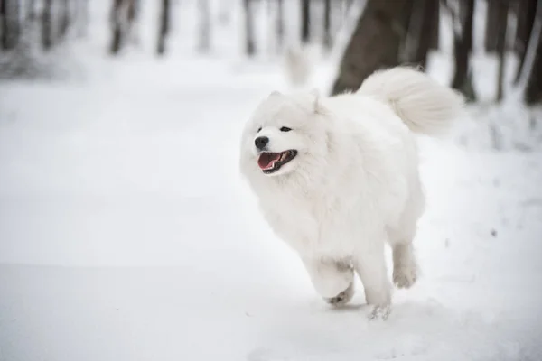 Samoyedo perro blanco está corriendo en la nieve fuera —  Fotos de Stock